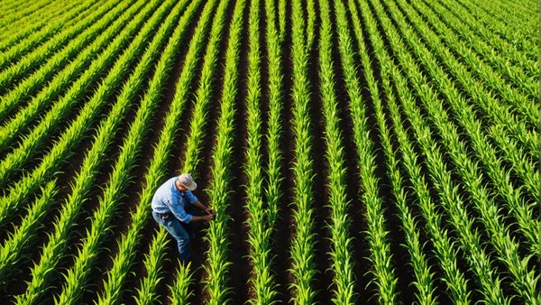 Gestionnaire d'actif agricole : garantir des revenus fixes durables